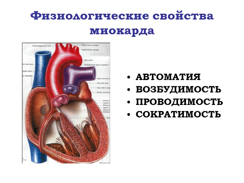 Физиологические свойства миокарда   АВТОМАТИЯ ВОЗБУДИМОСТЬ ПРОВОДИМОСТЬ СОКРАТИМОСТЬ